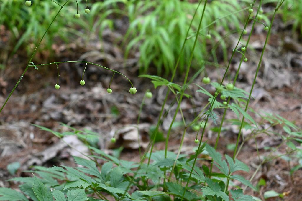 2025-08039904 Tower Hill Botanic Garden, MA.JPG - False Anemone (Anemonopsis macrophylla). New England Botanic Garden at Tower Hill, MA, 8-3-2025